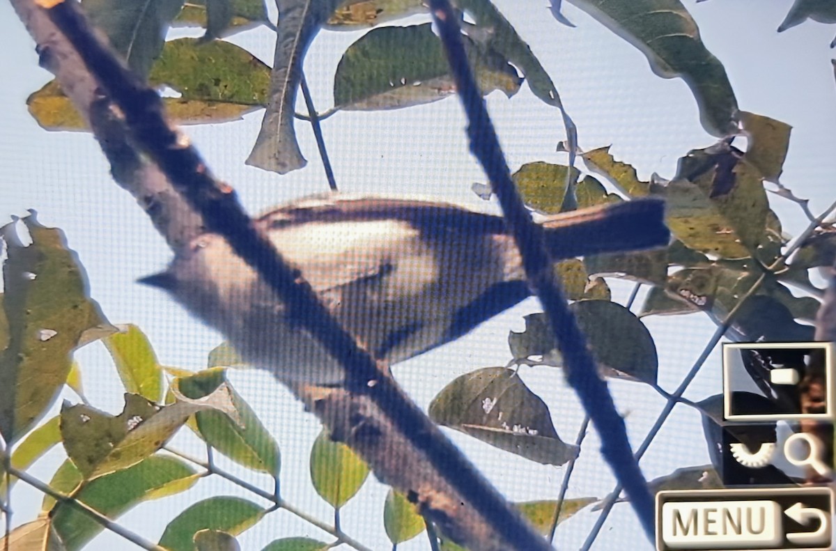 Choco Elaenia - ML649822200