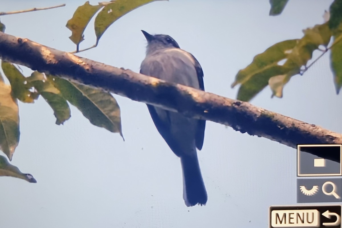 Choco Elaenia - ML649822201