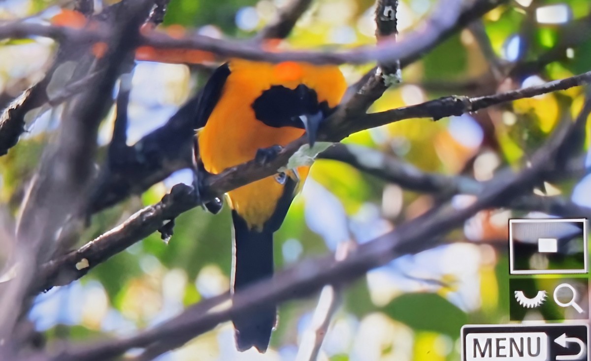 Yellow-backed Oriole - ML649822337
