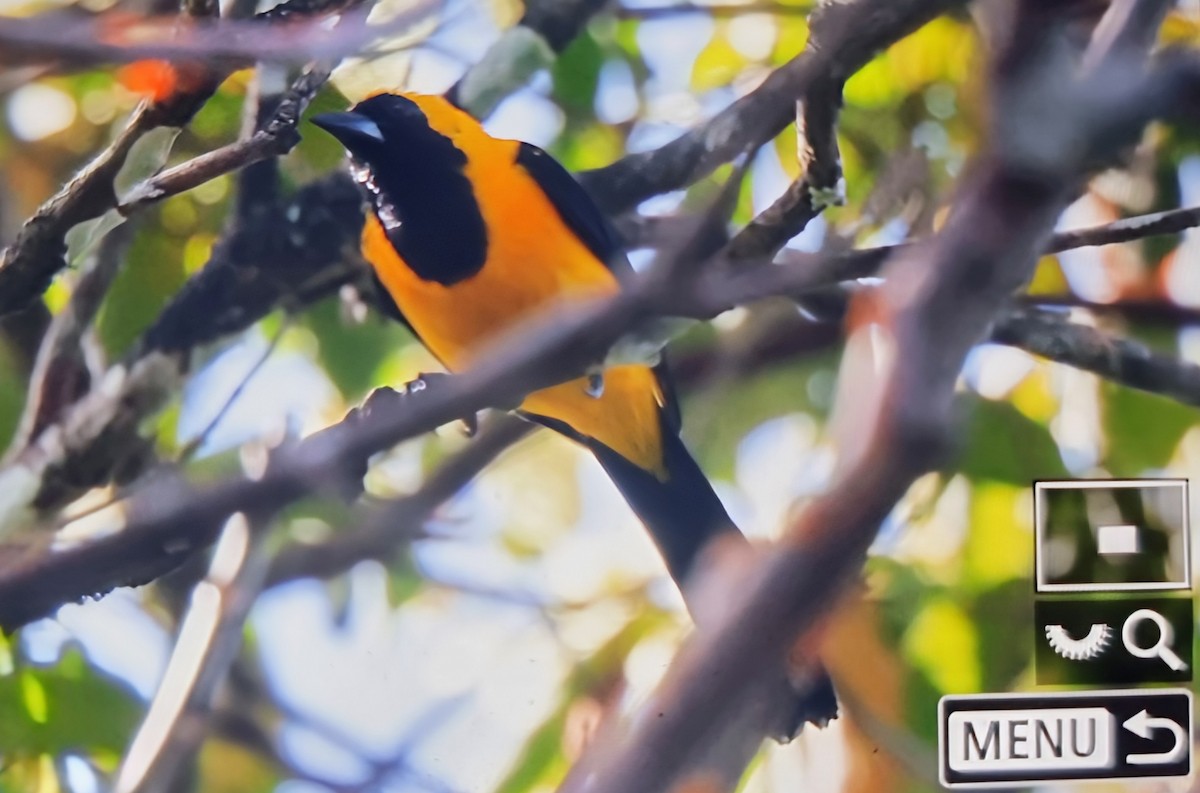 Yellow-backed Oriole - ML649822338