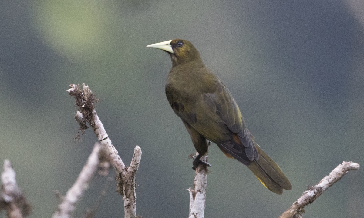 Dusky-green Oropendola - ML64982241