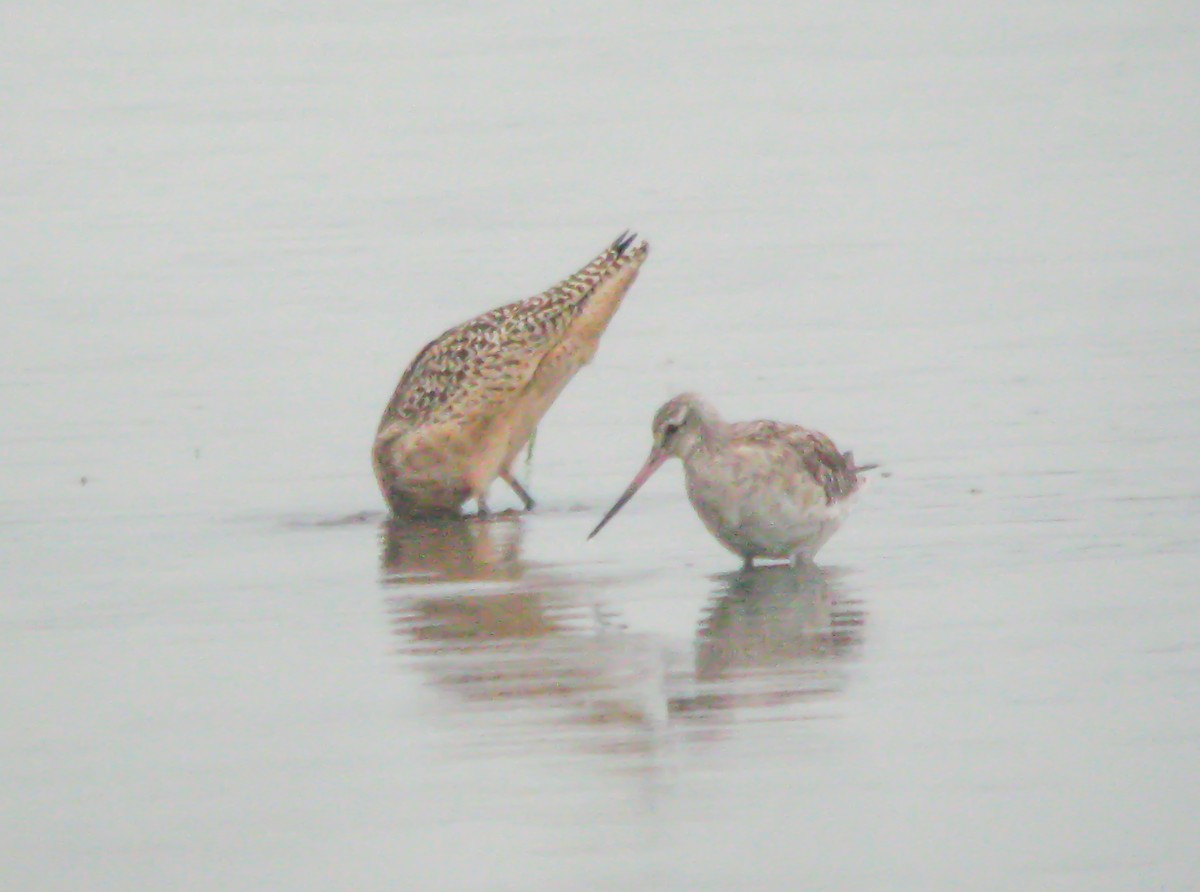 斑尾鷸 - ML649822447