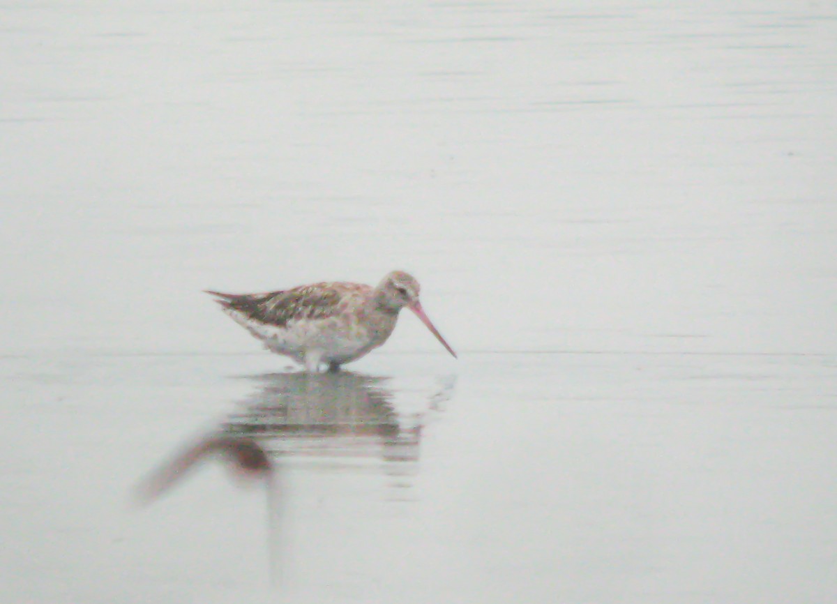 斑尾鷸 - ML649822449