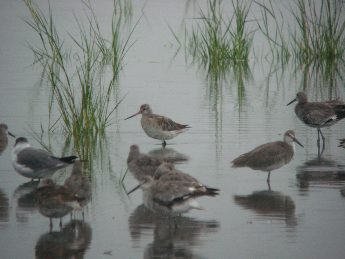 斑尾鷸 - ML649822450