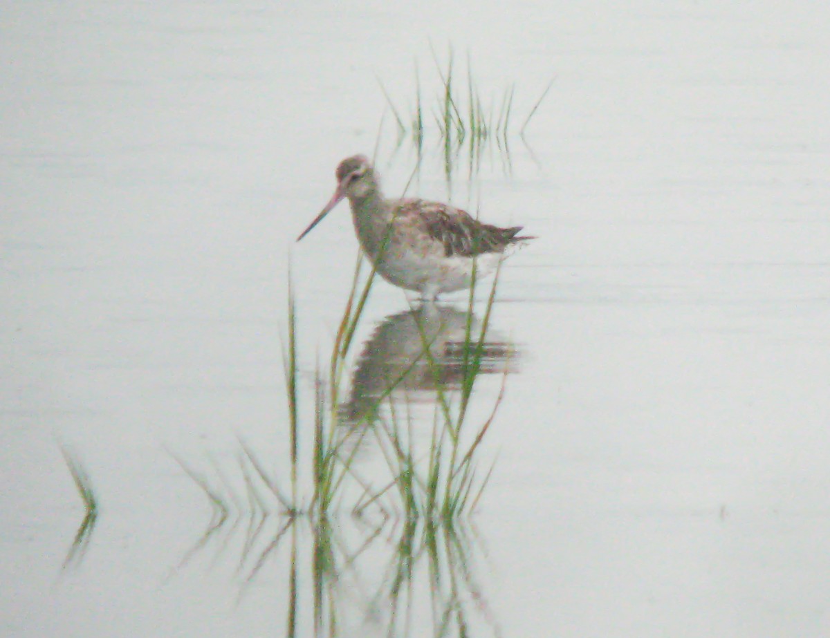 斑尾鷸 - ML649822452