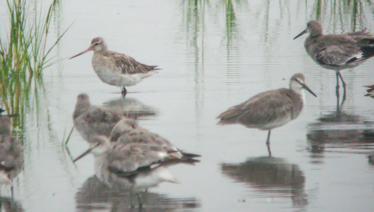 斑尾鷸 - ML649822453