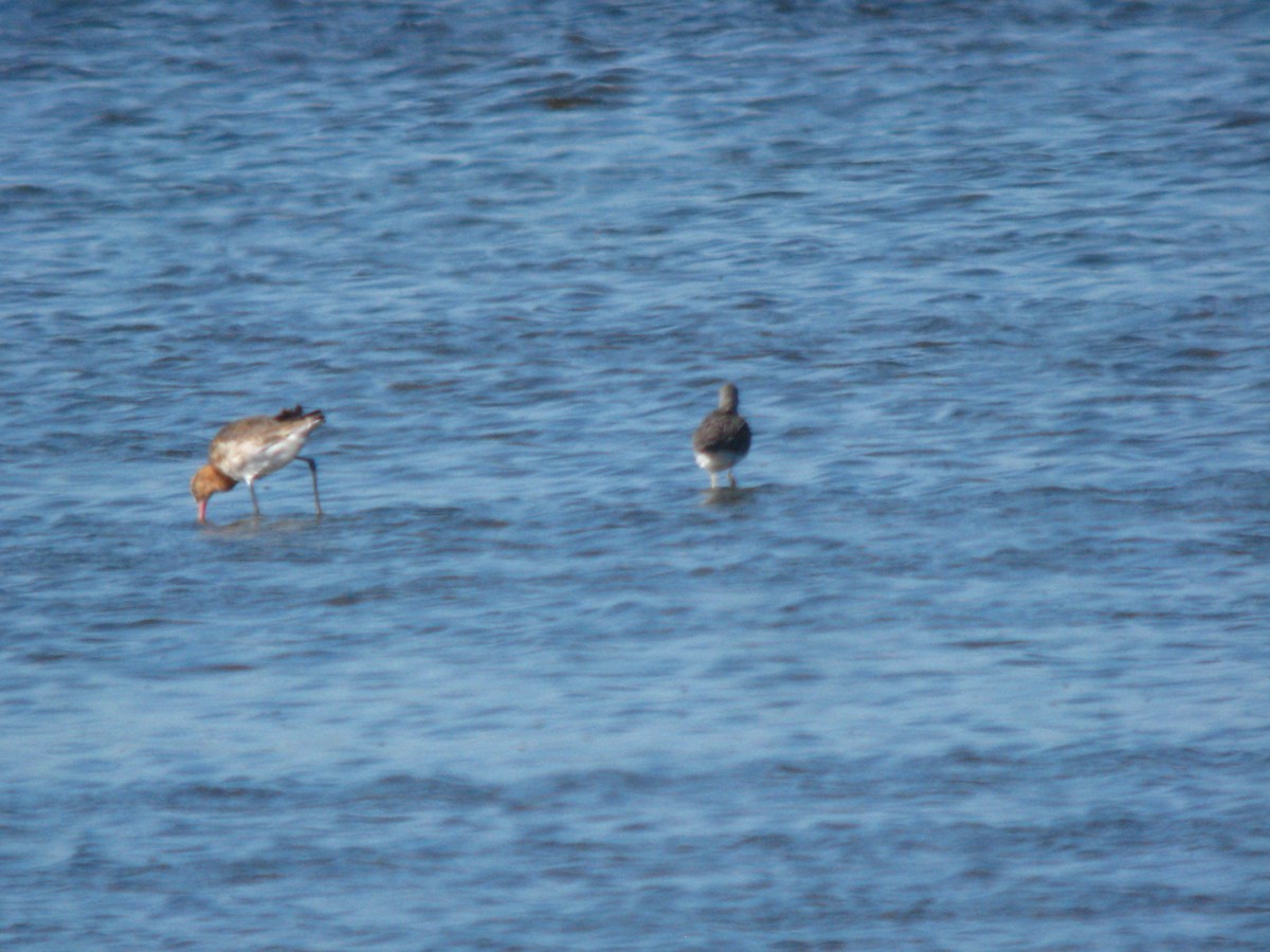 黑尾鷸 - ML649822565