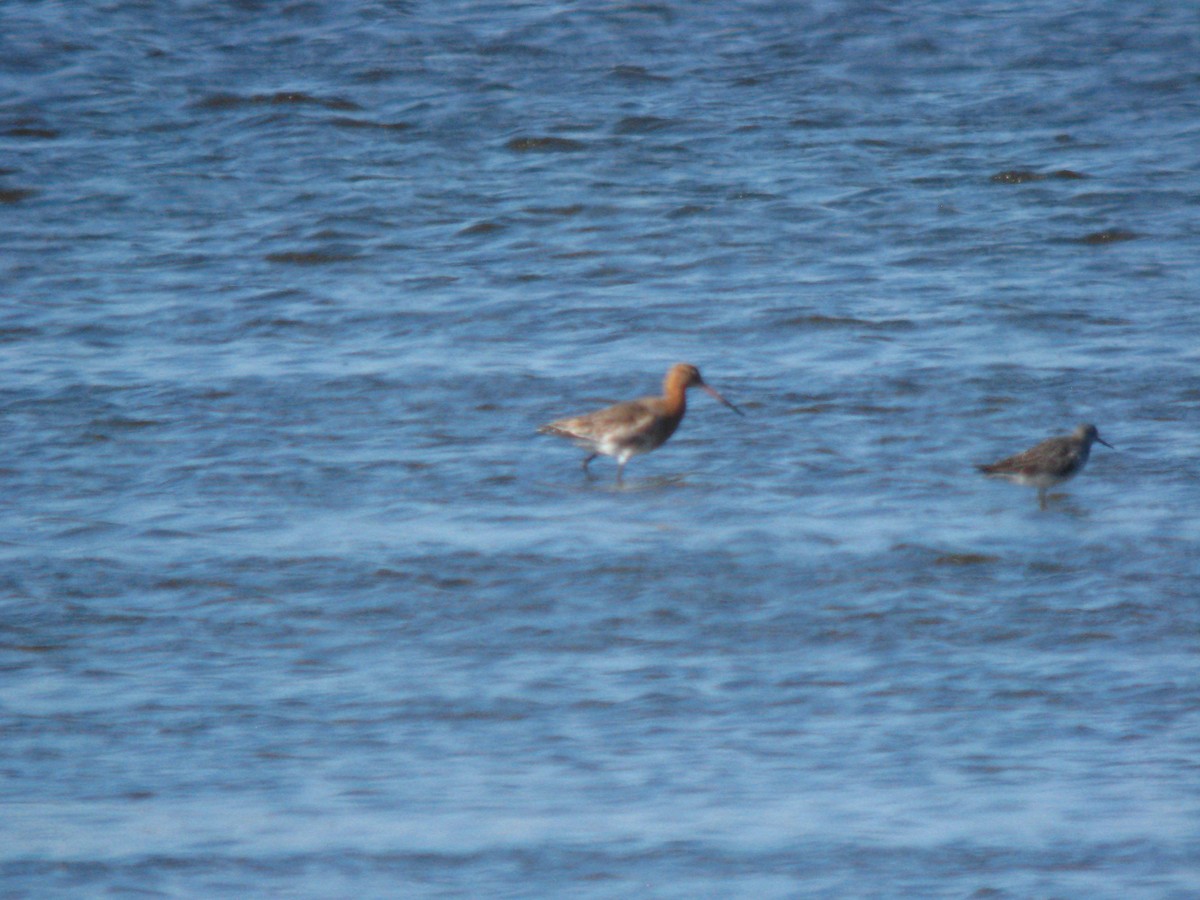 黑尾鷸 - ML649822566