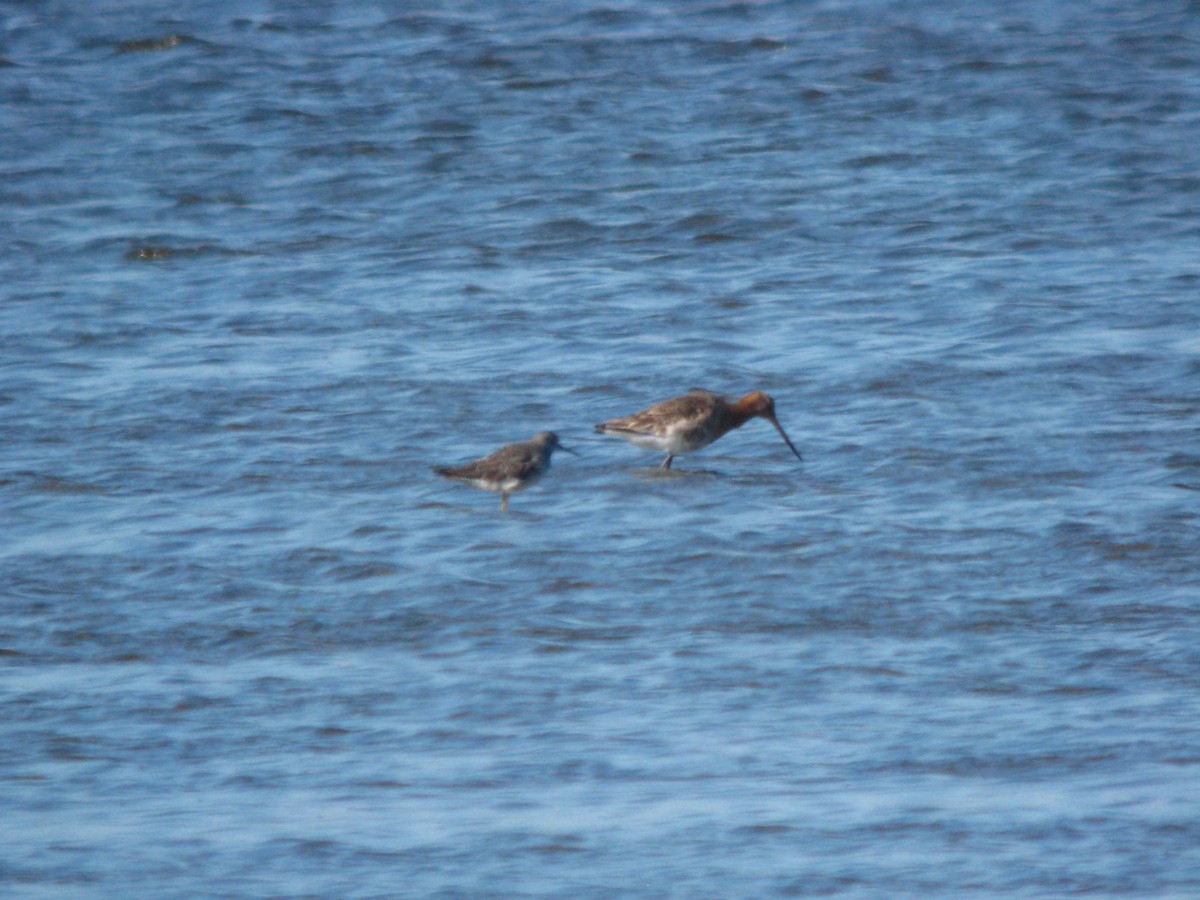 黑尾鷸 - ML649822567