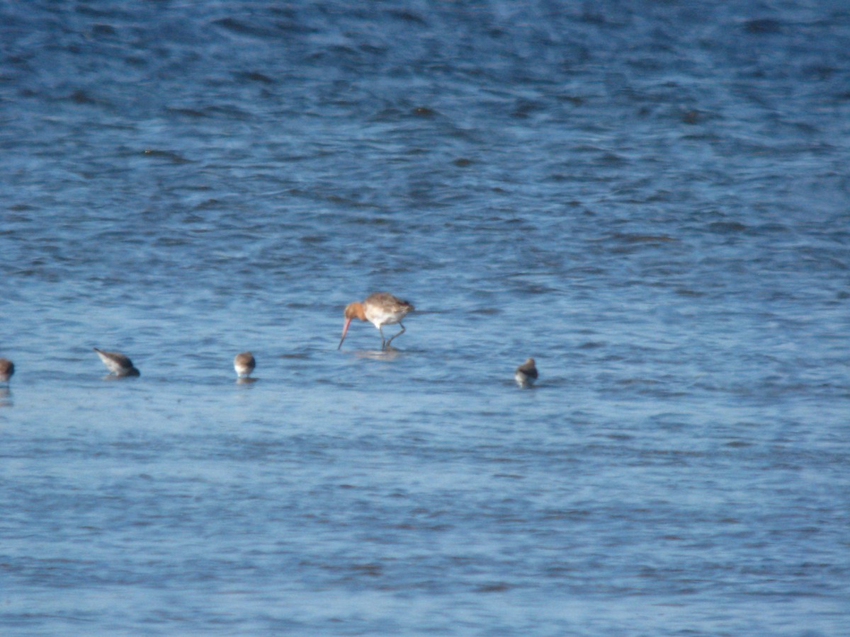 黑尾鷸 - ML649822568