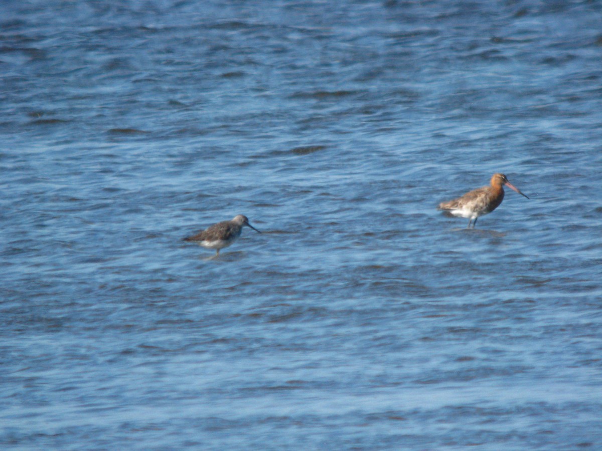 黑尾鷸 - ML649822569