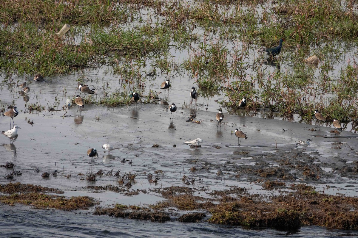 Smaragdhuhn - ML649822597