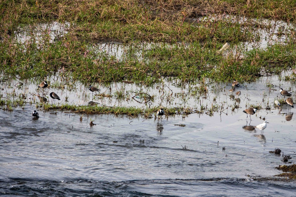 Lachseeschwalbe - ML649822648