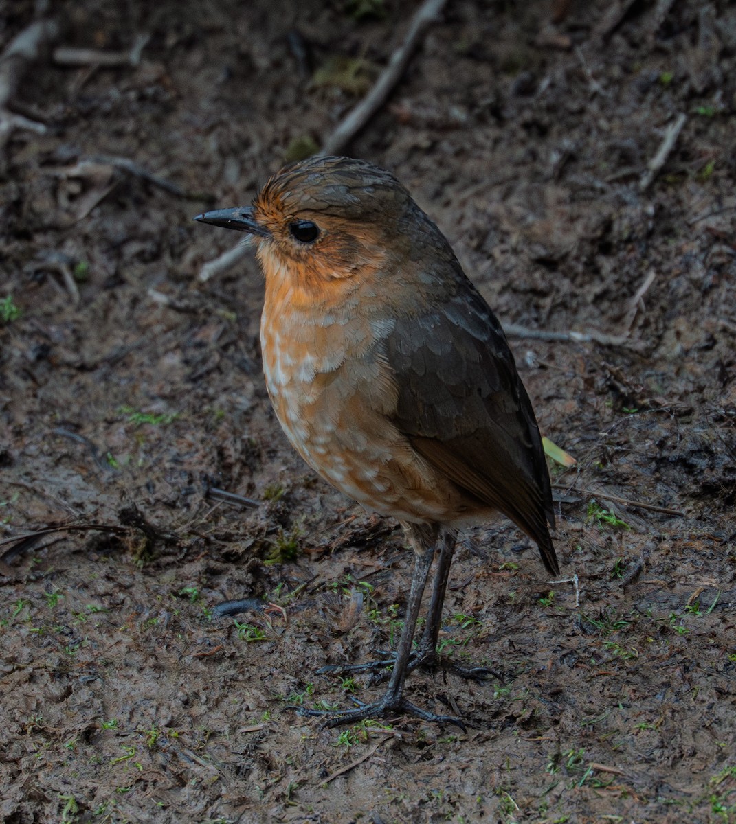 Boyaka Yerçavuşu - ML649822793