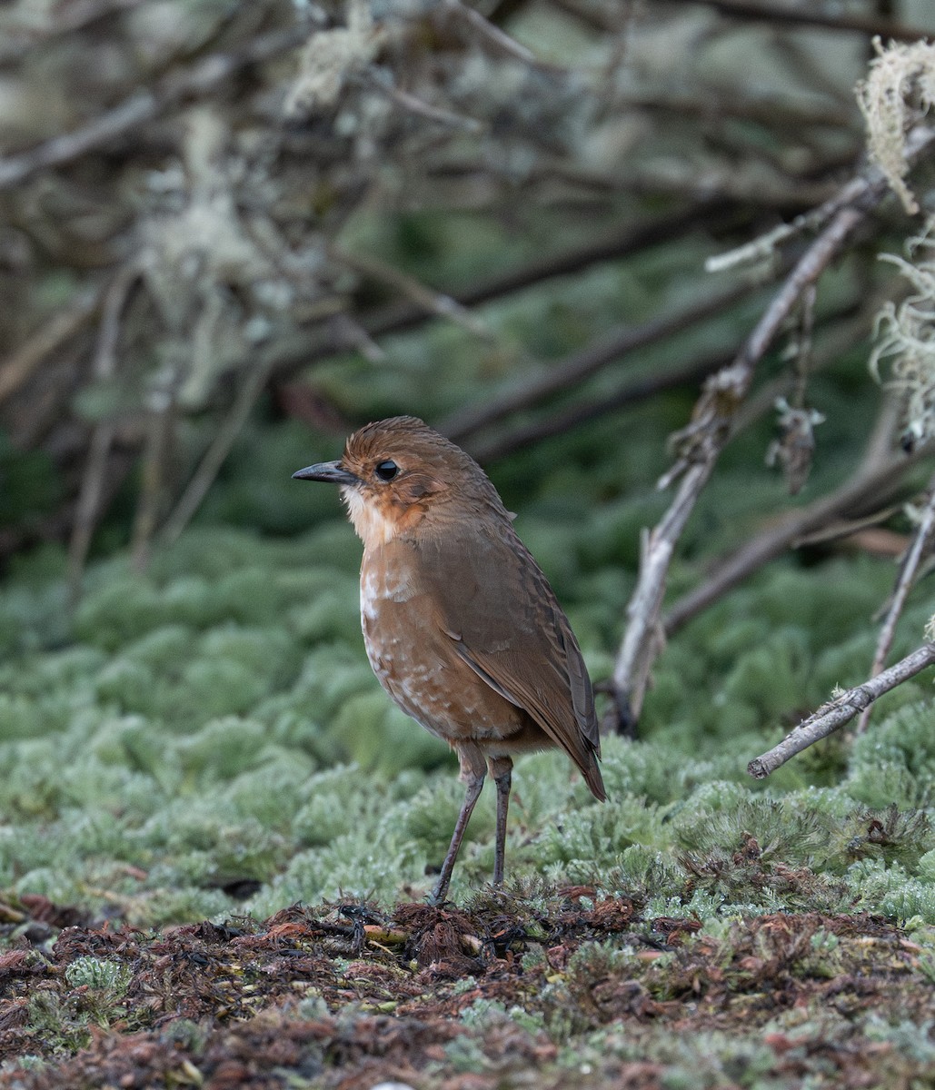 Boyaka Yerçavuşu - ML649822794