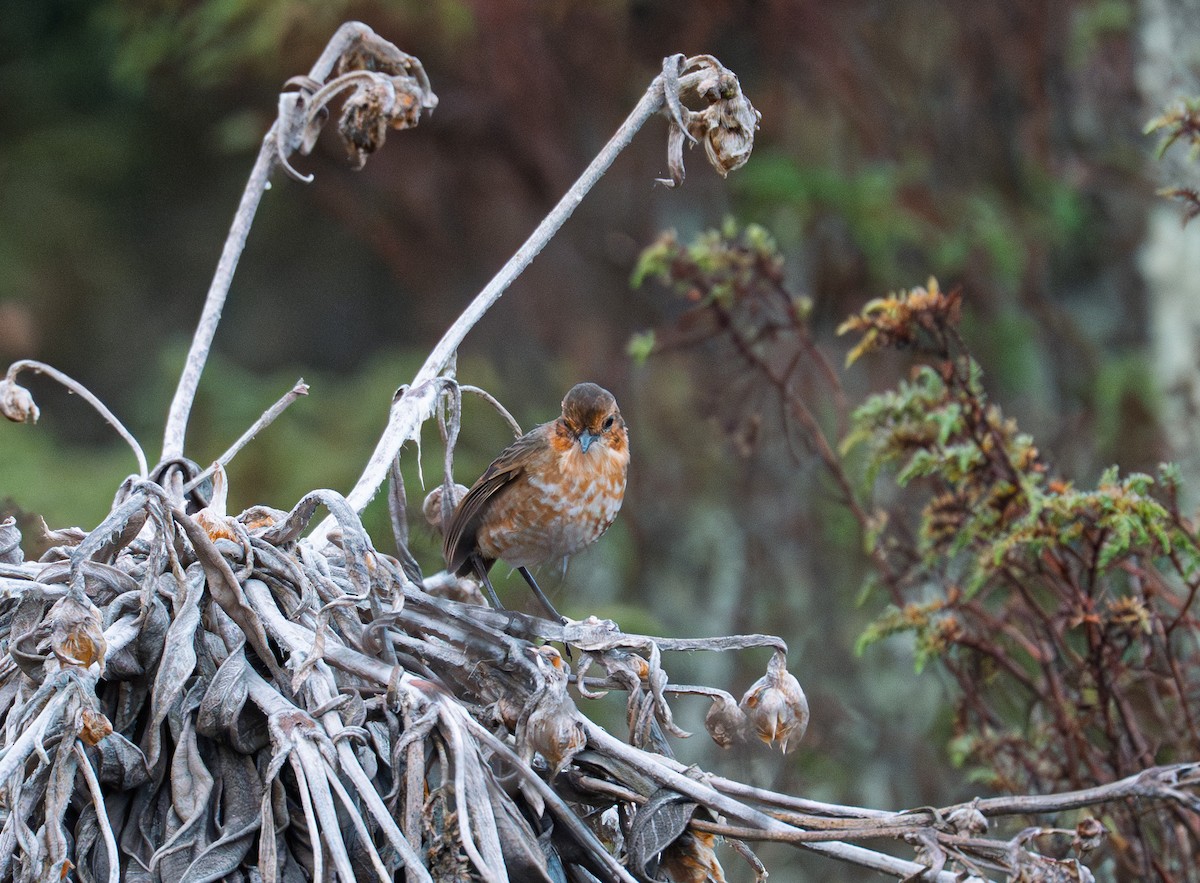 Boyaka Yerçavuşu - ML649822795