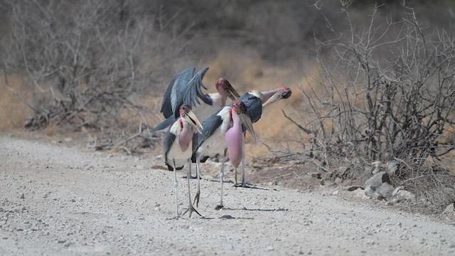 Marabou Stork - ML649824378