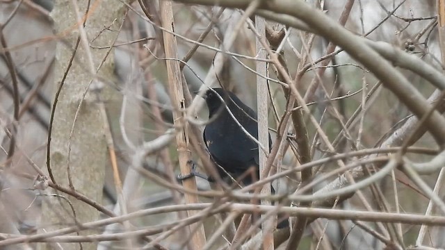 Red-winged Blackbird - ML649825393