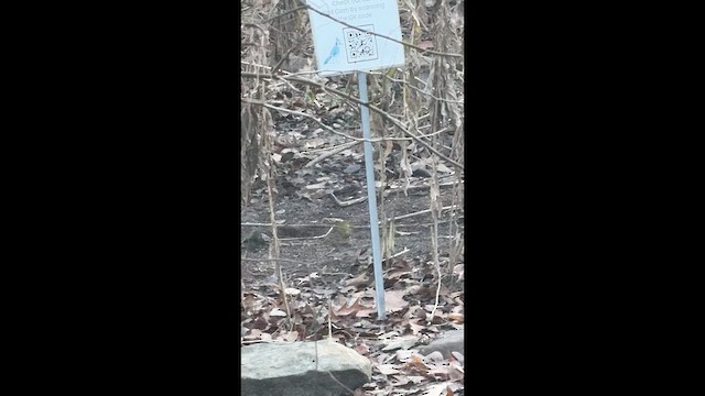 Paruline à calotte noire - ML649825449