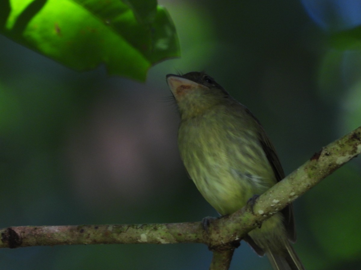 Eastern Olivaceous Flatbill - ML649825534