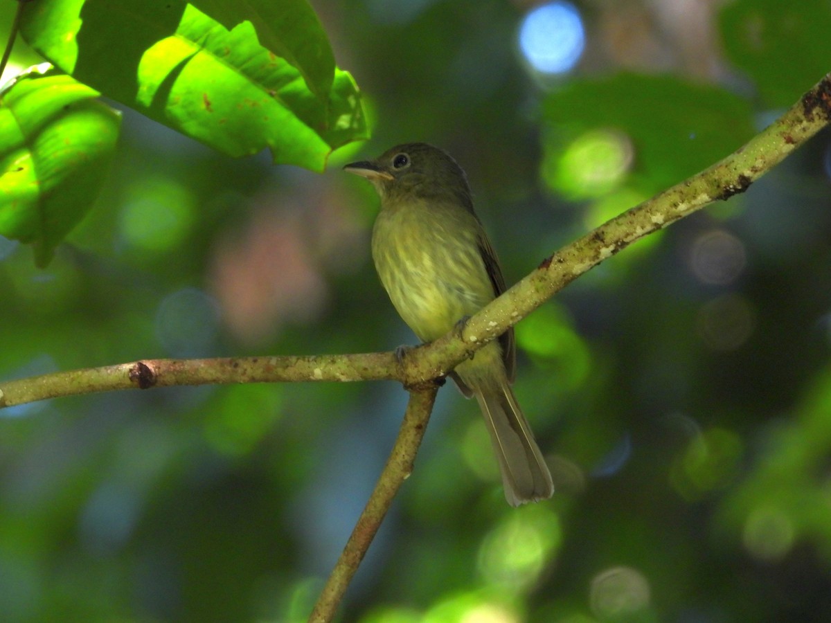 Eastern Olivaceous Flatbill - ML649825535