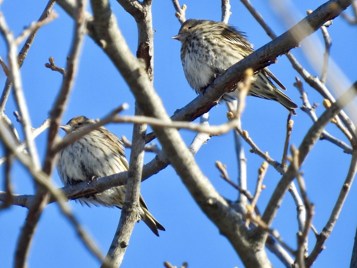 Pine Siskin - ML649825595