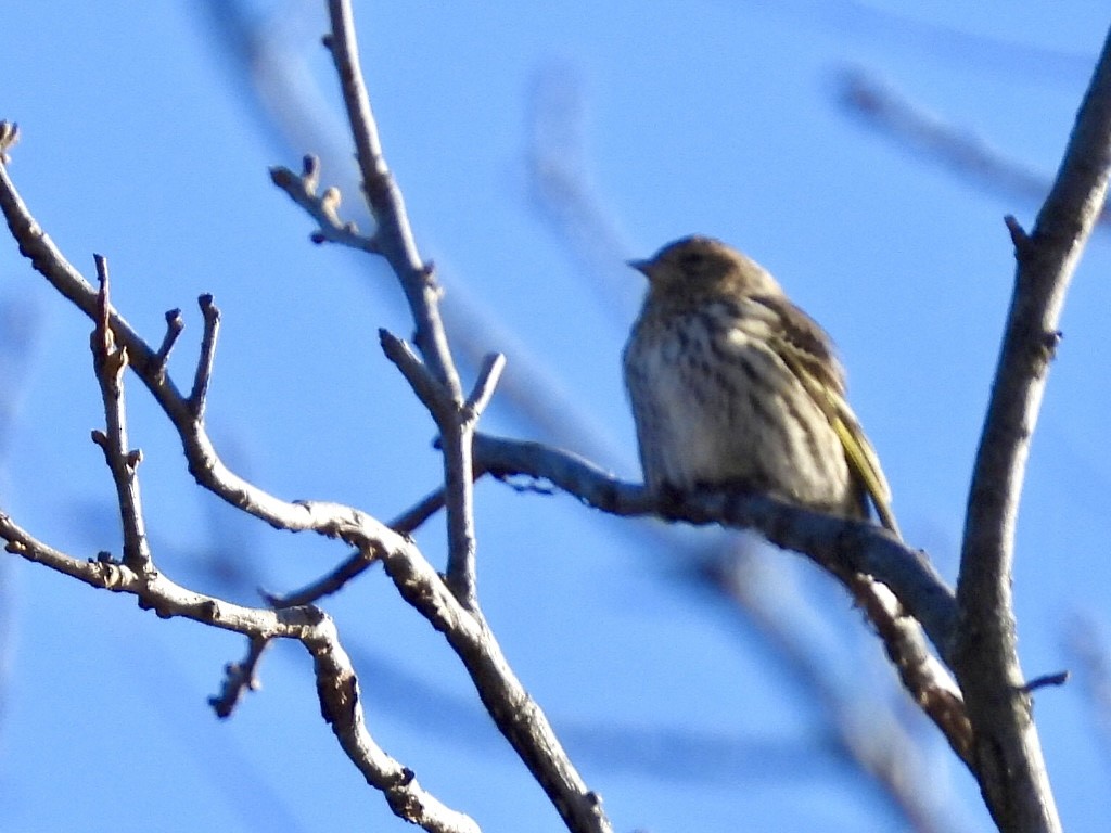 Pine Siskin - ML649825596