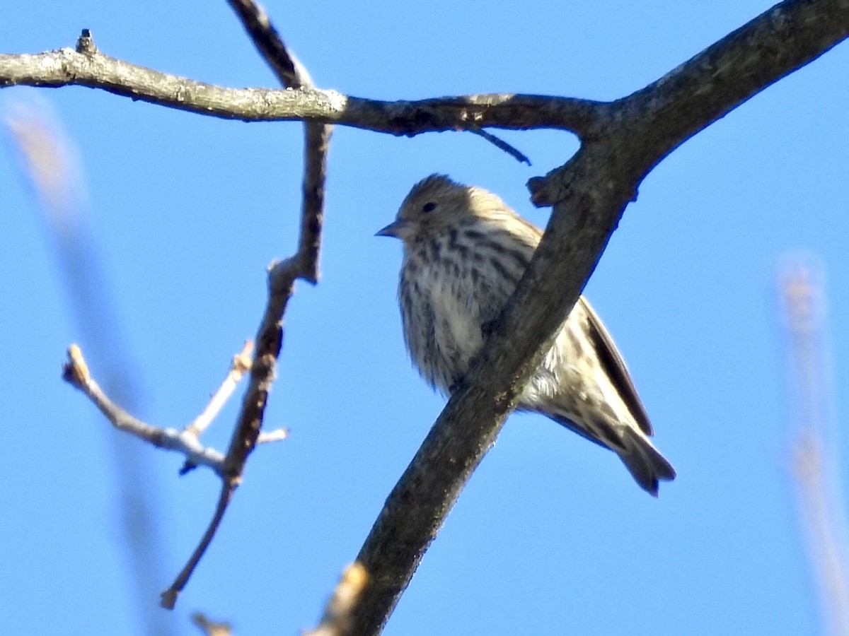 Pine Siskin - ML649825597