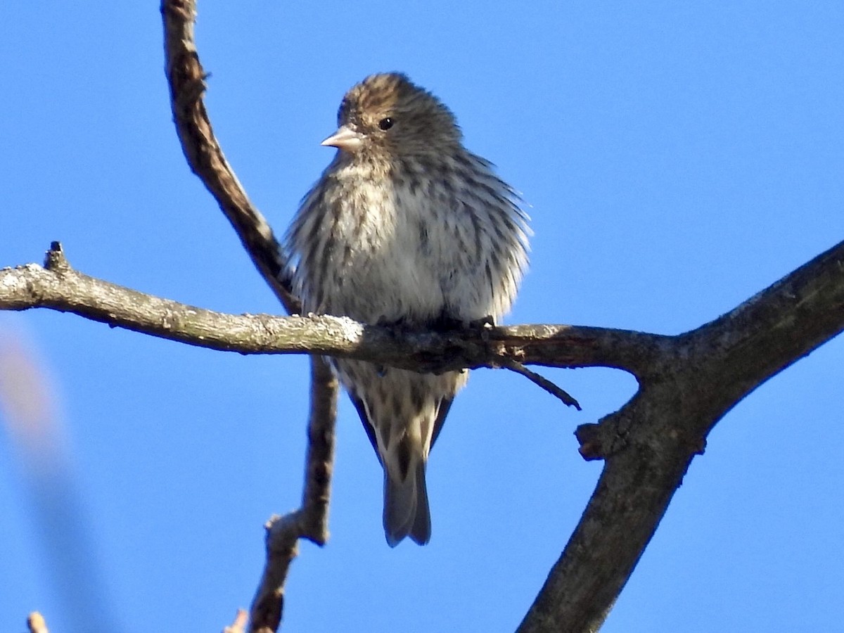 Pine Siskin - ML649825598