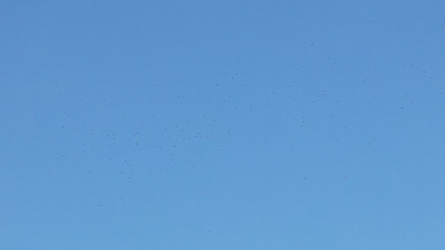 Broad-winged Hawk - ML649826302