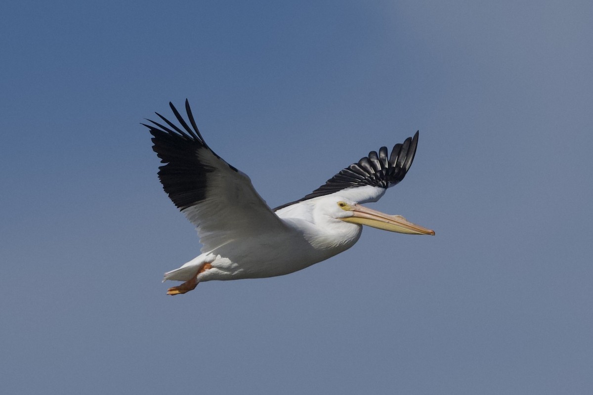 American White Pelican - ML649827106