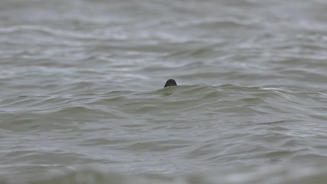 Ak Kanatlı Kadife Ördek - ML649827714