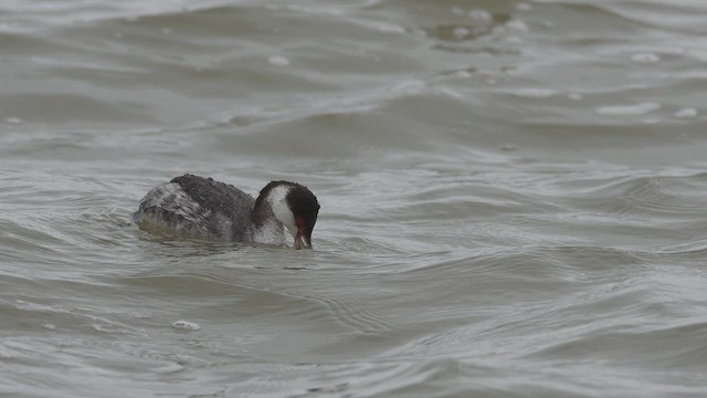 Kulaklı Batağan - ML649827791