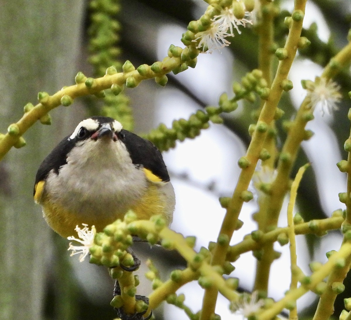 eBird Checklist - 28 Jan 2026 - VB 1816 Harbour Inlet Dr, Fort ...
