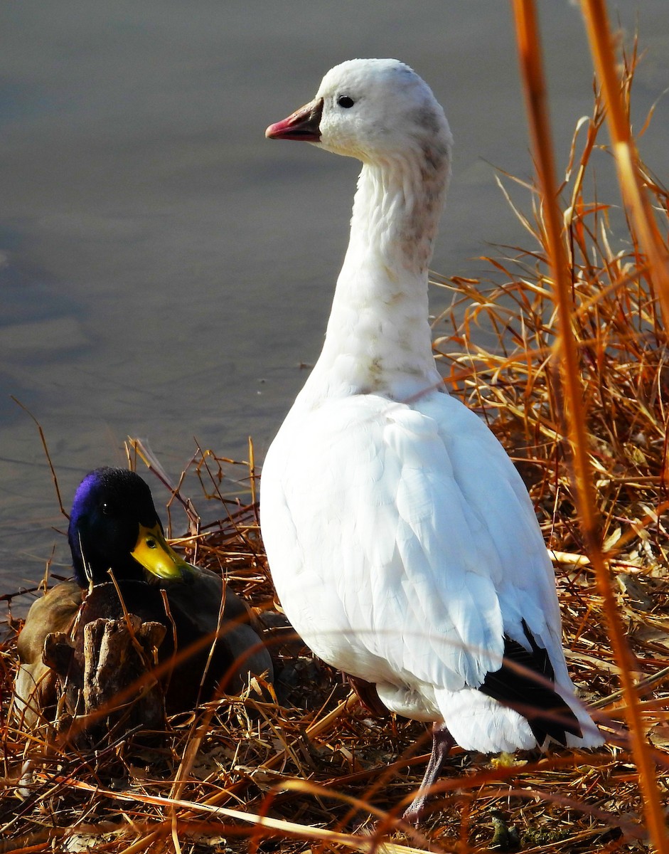 ML649828972 - Ross's Goose - Macaulay Library