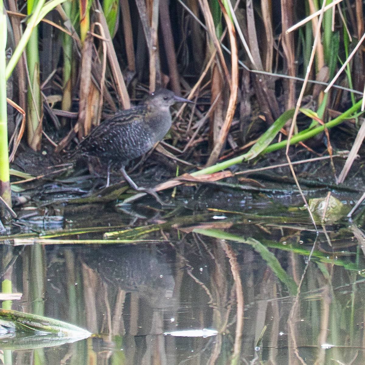eBird Checklist - 26 Jan 2026 - Taralla Wetlands - 26 species