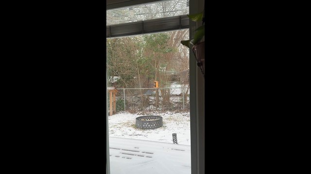 Red-bellied Woodpecker - ML649829408