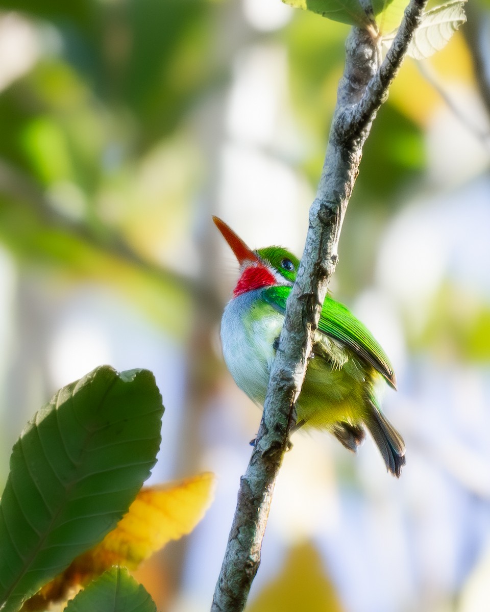 Barrancolí Puertorriqueño - ML649829667