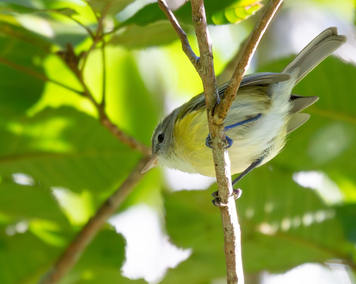 Vireo Puertorriqueño - ML649829671