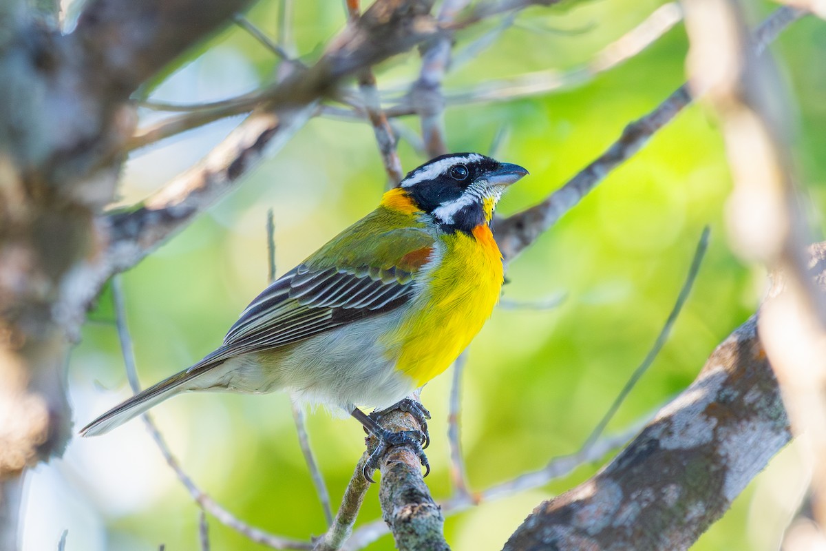 Cigua Puertorriqueña - ML649829684