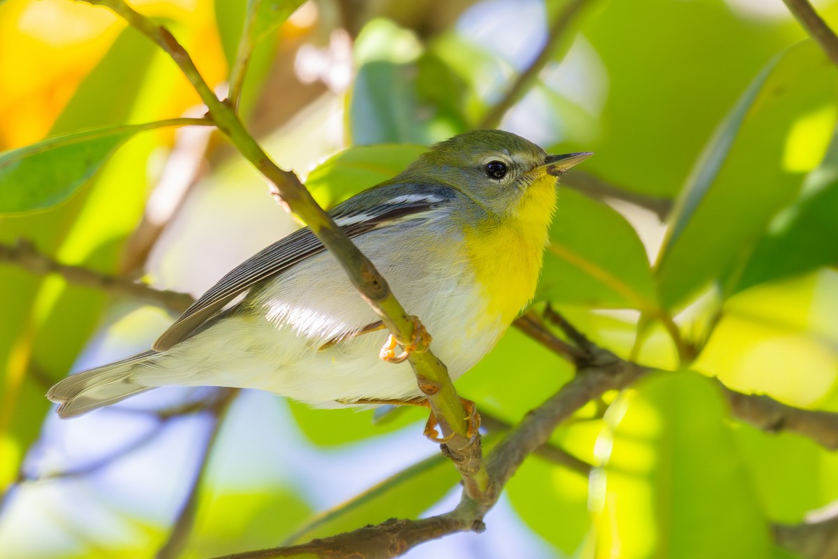 Parula Norteña - ML649829685