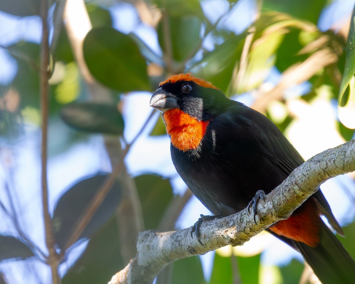 Semillero Puertorriqueño - ML649829695