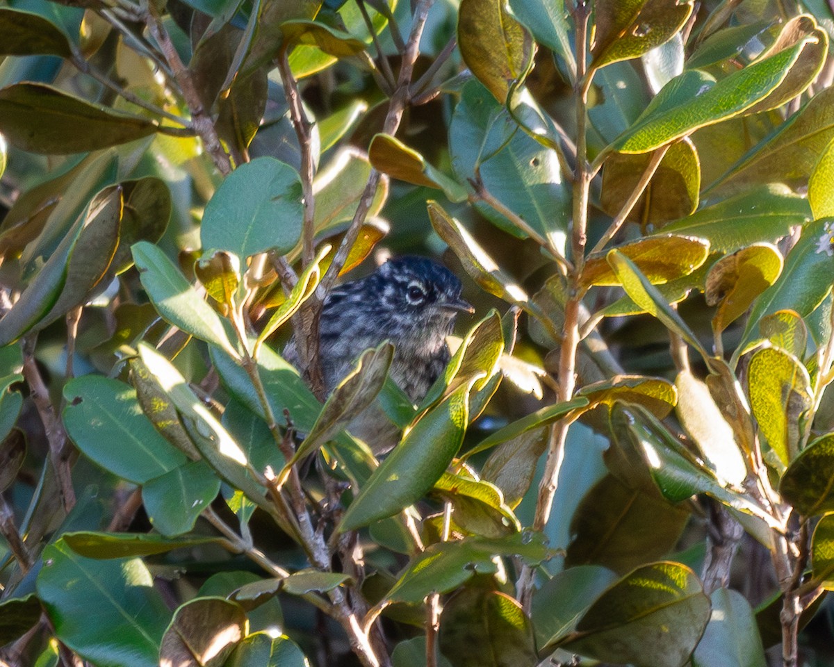 Reinita de Ángela - ML649829721