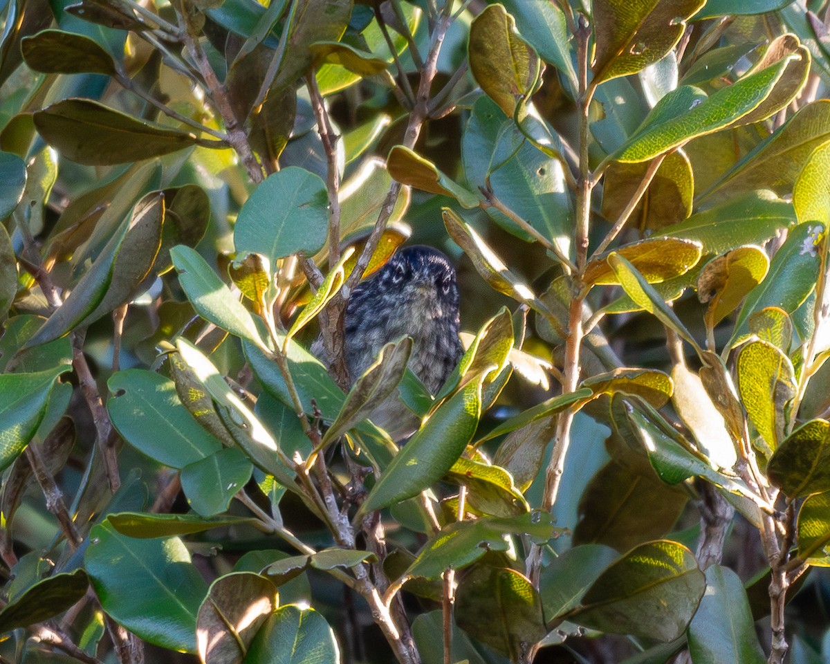 Reinita de Ángela - ML649829722