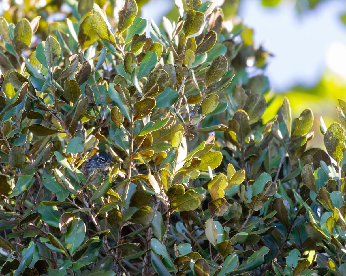 Reinita de Ángela - ML649829723