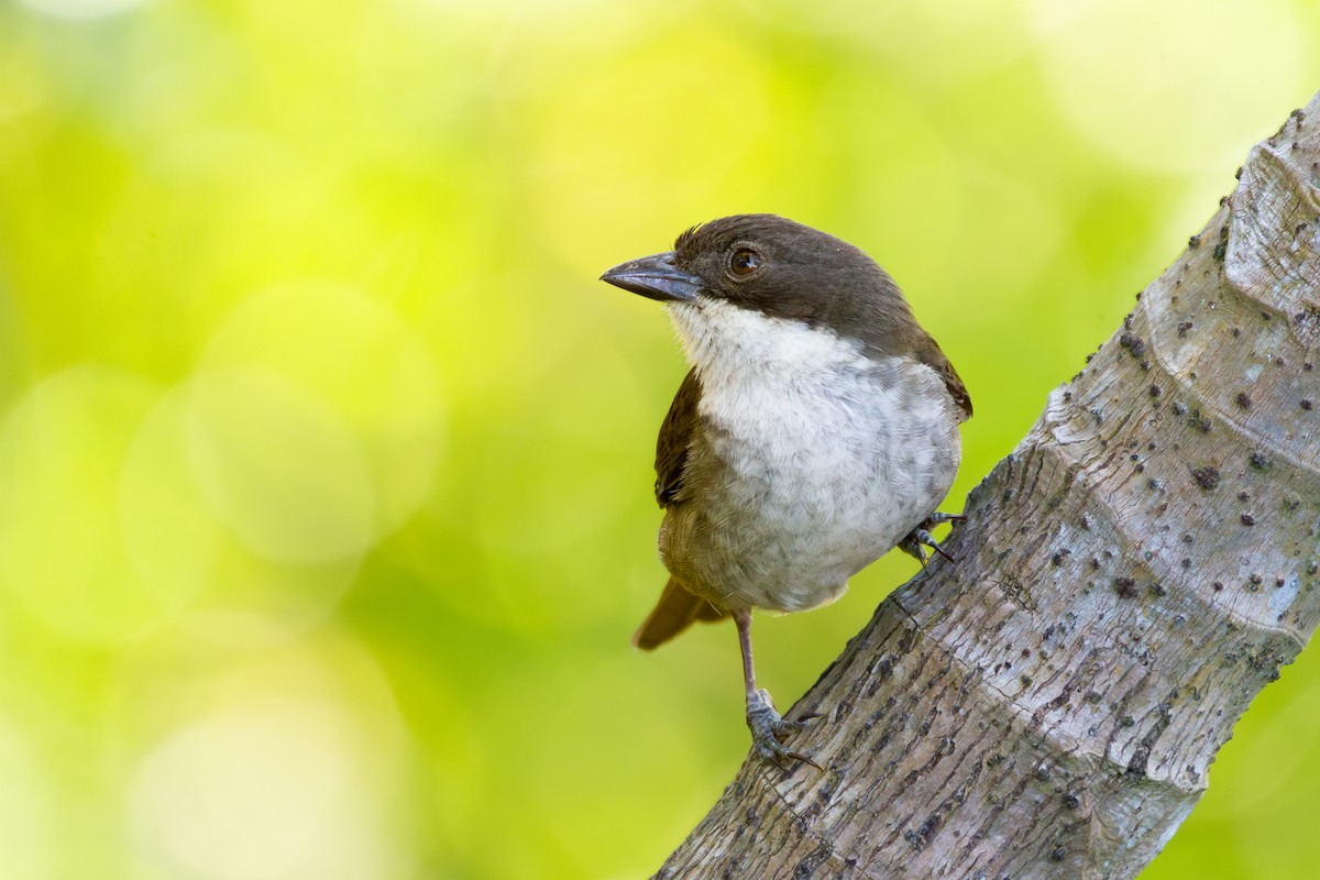 Tangara Puertorriqueña - ML649829777