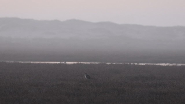 アメリカハイイロチュウヒ - ML649830554