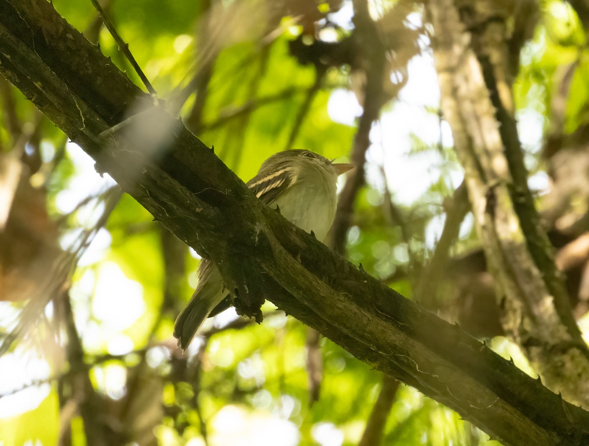 Acadian Flycatcher - ML649831776