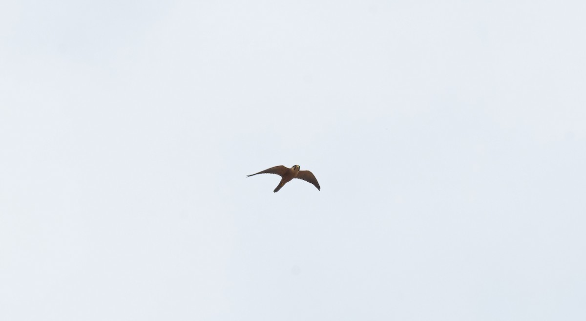 African Hobby - ML649831853