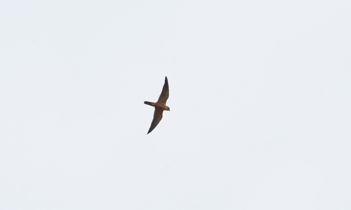 African Hobby - ML649831854